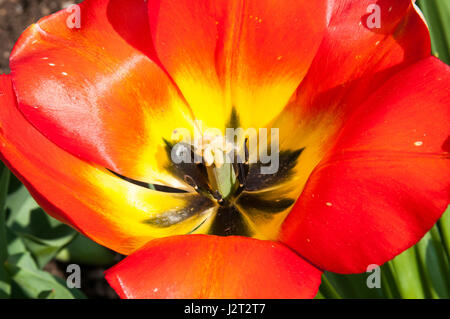 Tulipa (Tulipa) è una vasta famiglia di piante monocotiledoni di lily-come le piante semplice inizio semplice fine piena di inizio trionfo tulipani ibridi di Darwin Foto Stock