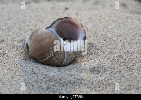 Gemeine Strand-Schnecke, Strandschnecke, Gemeine Uferschnecke Große Strandschnecke, Hölker, leeres Gehäuse am Strand, Spülsaum, Littorina littorea, L Foto Stock