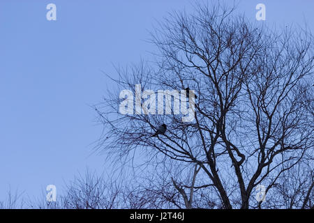 Crow sit morto sul tronco di albero. Sfondo horror Foto Stock