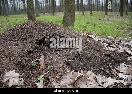 Formicaio nella foresta Foto Stock