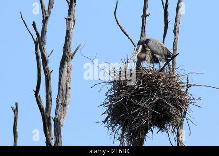 Un grande airone cenerino Ardea heroidias su un nido Foto Stock