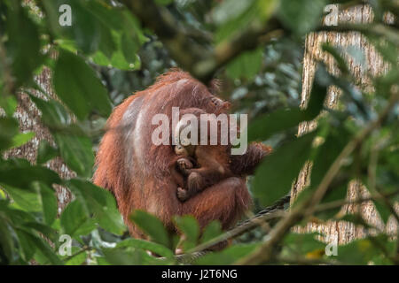 In pericolo critico Bornean orangutan (Pongo pygmaeus) in una riserva vicino Sandakan, Malesia, Borneo. Foto Stock