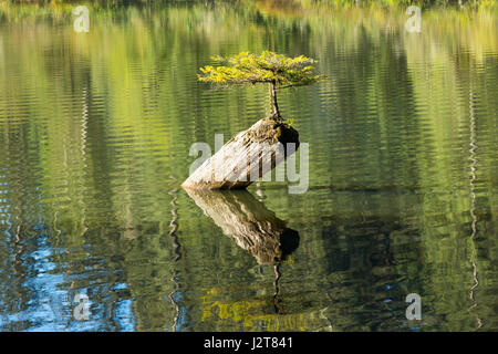 Lonely piccolo abete che vivono su un tronco di albero, Fairy lago, isola di Vancouver, Canada Foto Stock