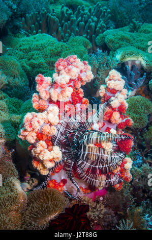 Crinoide o featherstar arroccato su soft coral. Cebu, Malapascua Island, Filippine. Foto Stock