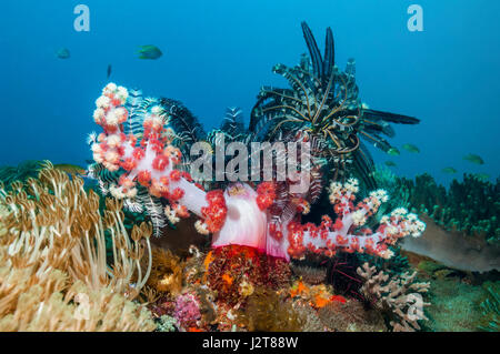 Crinoide o featherstar arroccato su soft coral. Cebu, Malapascua Island, Filippine. Foto Stock