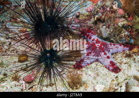 Favo di miele o cuscino stelle marine [Pentaceraster alveolatus] e ricci di Diadem [Echinothrix diadema]. Isola di Malapascua, Filippine. Foto Stock