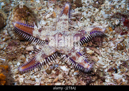 Starfish spinoso [Astropecten sp.]. Cebu, Malapascua Island, Filippine. Foto Stock