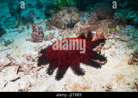 La corona di spine starfish [Acanthaster planci]. Isola di Malapascua, Filippine. Foto Stock