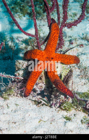 Luzon stella di mare [Echinaster luzonicus]. Ceby, Malapascua Island, Filippine. Foto Stock