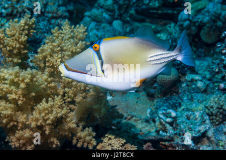Arabian picassofish [Rhinecanthus assasi]. Egitto, Mar Rosso. Riscontrato solo mare rosso Golfo di Oman e il Golfo Persico. Foto Stock