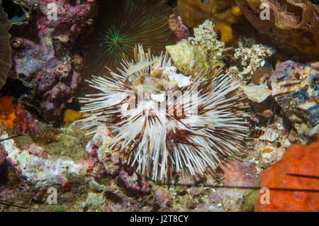 Collector urchin [Pseudoboletia maculata]. Cebu, Malapascua Island, Filippine. Foto Stock