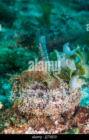 Flower urchin [Toxopneustes pileolus]. Estremamente velenose. Foto Stock