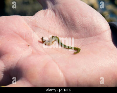 Il mare worm su la palma umana Foto Stock