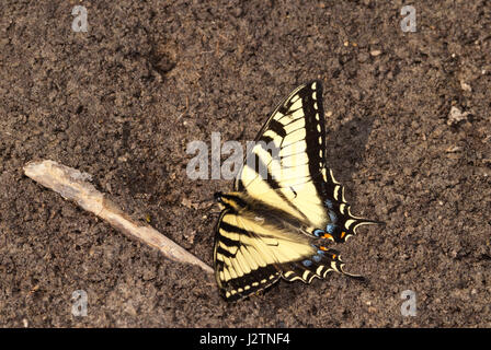 Tiger canadese a coda di rondine, butterfly Papilio canadensis, mudding in Clifford Lee Area Naturale, Alberta Foto Stock