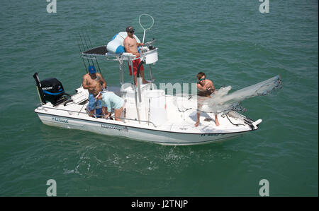 La pesca di queste esche utilizzando un cast net sul Golfo del Messico nella Florida meridionale Foto Stock