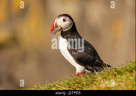 Atlantic Puffin (Fratercula arctica), un uccello in piedi su erba con becco pieno di cicerelli, accostamenti di colori, Ingolfshofdi Riserva Naturale, Islanda. Foto Stock