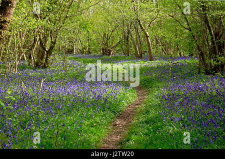 Una vista di un sentiero attraverso un tappeto di Bluebells, Hyacinthoides non scripta, in legno Foxley, Norfolk, Inghilterra, Regno Unito. Foto Stock