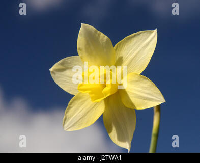 Daffodil sullo sfondo di un cielo blu. Foto Stock