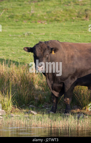 Bovini da carne, ritratto del singolo adulto Aberdeen Angus bull, Aviemore Scozia, Regno Unito Foto Stock