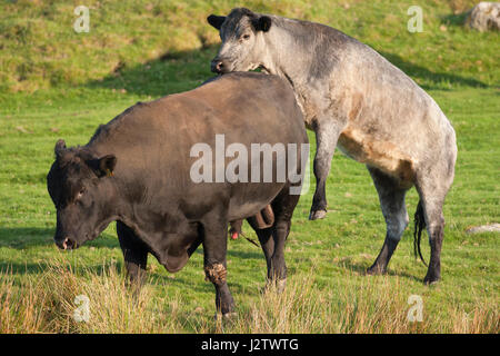 Bovini da carne, singolo adulto femmina singolo montaggio Aberdeen Angus bull, Aviemore Scozia, Regno Unito Foto Stock