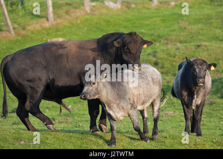 Bovini da carne, singolo adulto Aberdeen Angus bull cercando di mount femmina, Aviemore Scozia, Regno Unito Foto Stock