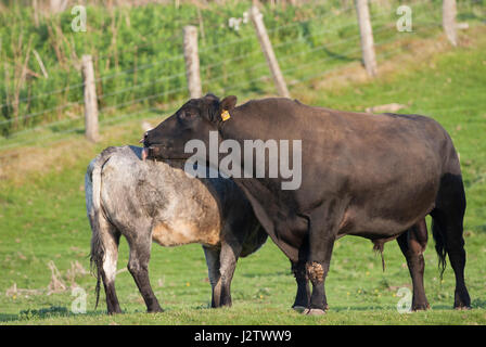 Bovini da carne, singolo adulto Aberdeen Angus bull leccare retro del singolo femmina, Aviemore Scozia, Regno Unito Foto Stock