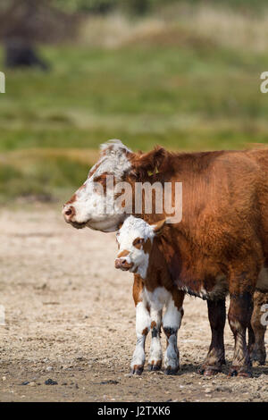 Hereford Bovini, ritratto del singolo adulto femmina con vitello su una palude. Prese giugno, Hampshire, Regno Unito. Foto Stock