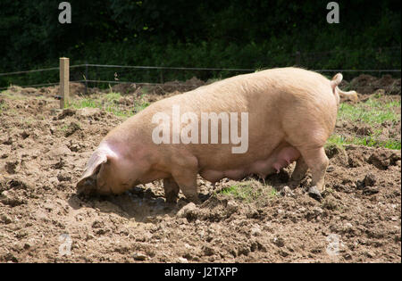 British Lop maiale, unica femmina adulta rovistando nel fango, Cornwall, Regno Unito Foto Stock