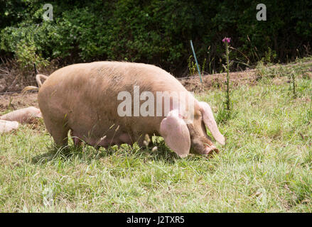 British Lop maiale, unica femmina adulta mangiare erba, Cornwall, Regno Unito Foto Stock