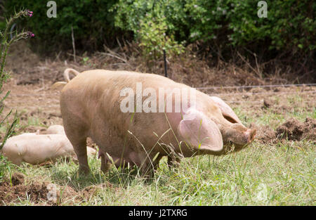 British Lop maiale, unica femmina adulta mangiare erba, Cornwall, Regno Unito Foto Stock