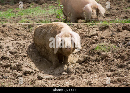 British Lop suini adulti femmine wallowing in fango, Cornwall, Regno Unito Foto Stock