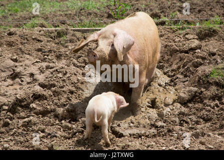 British Lop Suini, singolo adulto di sesso femminile e piglet wallowing in fango, Cornwall, Regno Unito Foto Stock