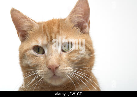 Domestico maschio shorthair ginger cat (felis catus) headshot contro uno sfondo bianco Foto Stock