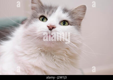 Femmina Longhaired grigio e bianco gatto domestico (felis catus) guardando verso l'alto Foto Stock
