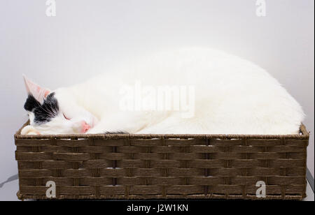 Giovani in bianco e nero animale domestico gatto addormentato veloce in un cesto di vimini Foto Stock