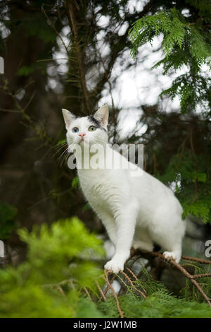 Giovani in bianco e nero domestico gatto Shorthair con strani occhi colorati in rami di abete Foto Stock