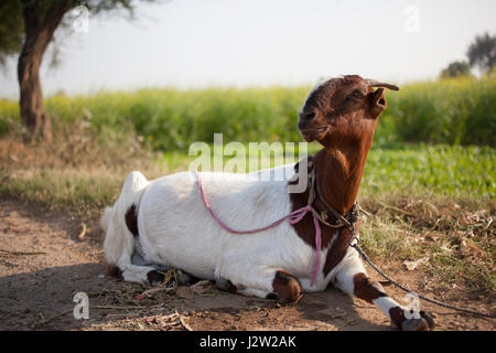Seduta di capra sul terreno nel Rajasthan, India Foto Stock