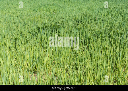 Fascia di fresco verde erba =-metafora per molti relativi "prato" sayngs - come 'Non lasciate crescere l'erba sotto i piedi Foto Stock