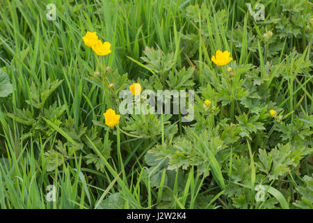 Fiori e fogliame di Ranuncolo strisciante / Ranunculus repens. Foto Stock