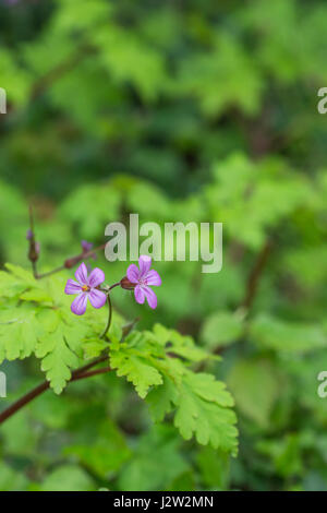 Fiori e fogliame / foglie di Herb Robert / Geranium robertianum - precedentemente utilizzato come una pianta medicinale in medicina a base di erbe. Foto Stock