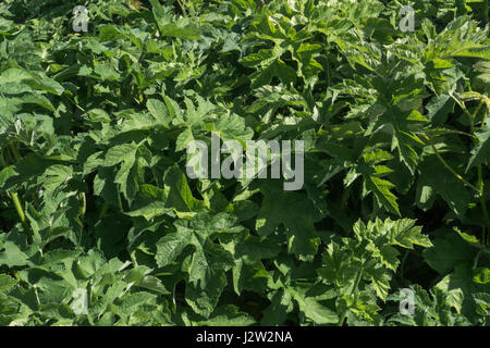 Foglie / fogliame di Hogweed / mucca pastinaca / Heracleum sphondylium - un comune urban & rural erbaccia, la linfa di cui può blister pelle alla luce del sole. Foto Stock