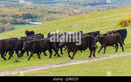 Mandria di mucche che attraversano un campo. Foto Stock