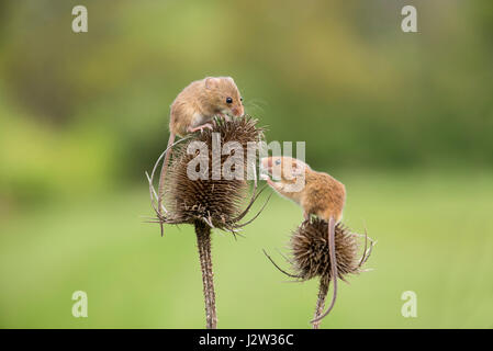 Due topi raccolto (Micromys minutus) su (teasel Dipsacus fullonum) Foto Stock