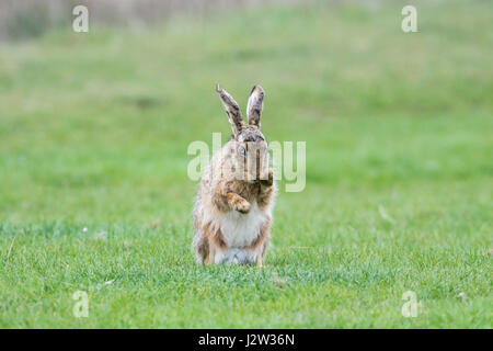 Brown lepre (Lepus europaeus) toelettatura stesso in un campo erboso. Foto Stock