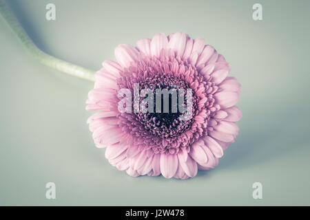 Gerbera rosa Foto Stock