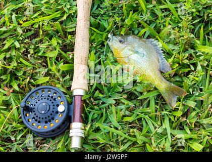 Piccoli pesci di acqua dolce catturati sulla canna da pesca a mosca Foto Stock