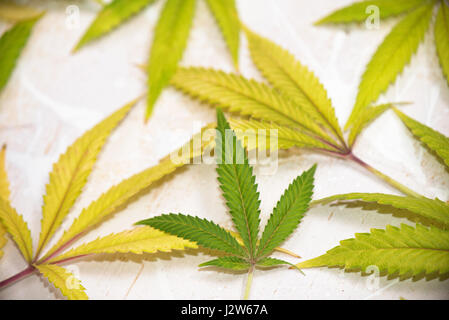 Raccolte fresche foglie di cannabis pattern isolate su sfondo bianco - la marijuana medica nozione Foto Stock