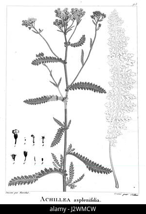 Achillea aspleniifolia, nota anche come freccia a foglia di felce, è una specie di pianta in fiore della famiglia delle Asteraceae. È caratterizzata da foglie simili a felci e piccoli fiori bianchi o gialli. Originaria delle regioni temperate, è spesso usata in medicina erboristica e giardini ornamentali. Foto Stock