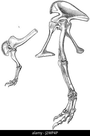 Allosaurus da Marsh Foto Stock