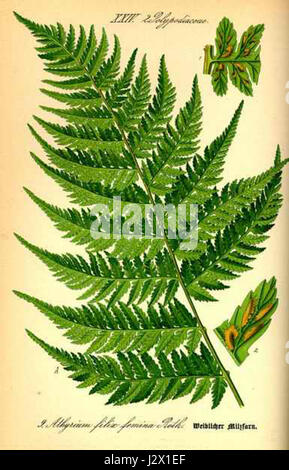 Athyrium filix-femina, comunemente nota come felce da donna, è una specie di felce perenne con fronde finemente divise. Prospera nelle regioni temperate ed è riconosciuta per il suo delicato fogliame di lacy. Foto Stock